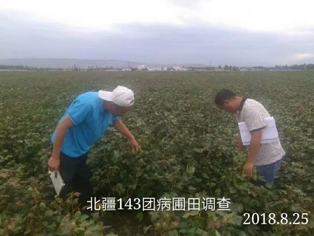 北疆143團病圃田調查